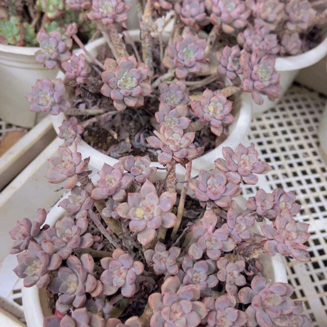 粉布偶整装整群两盆