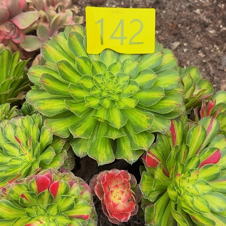 哈哈多肉葡萄福利142