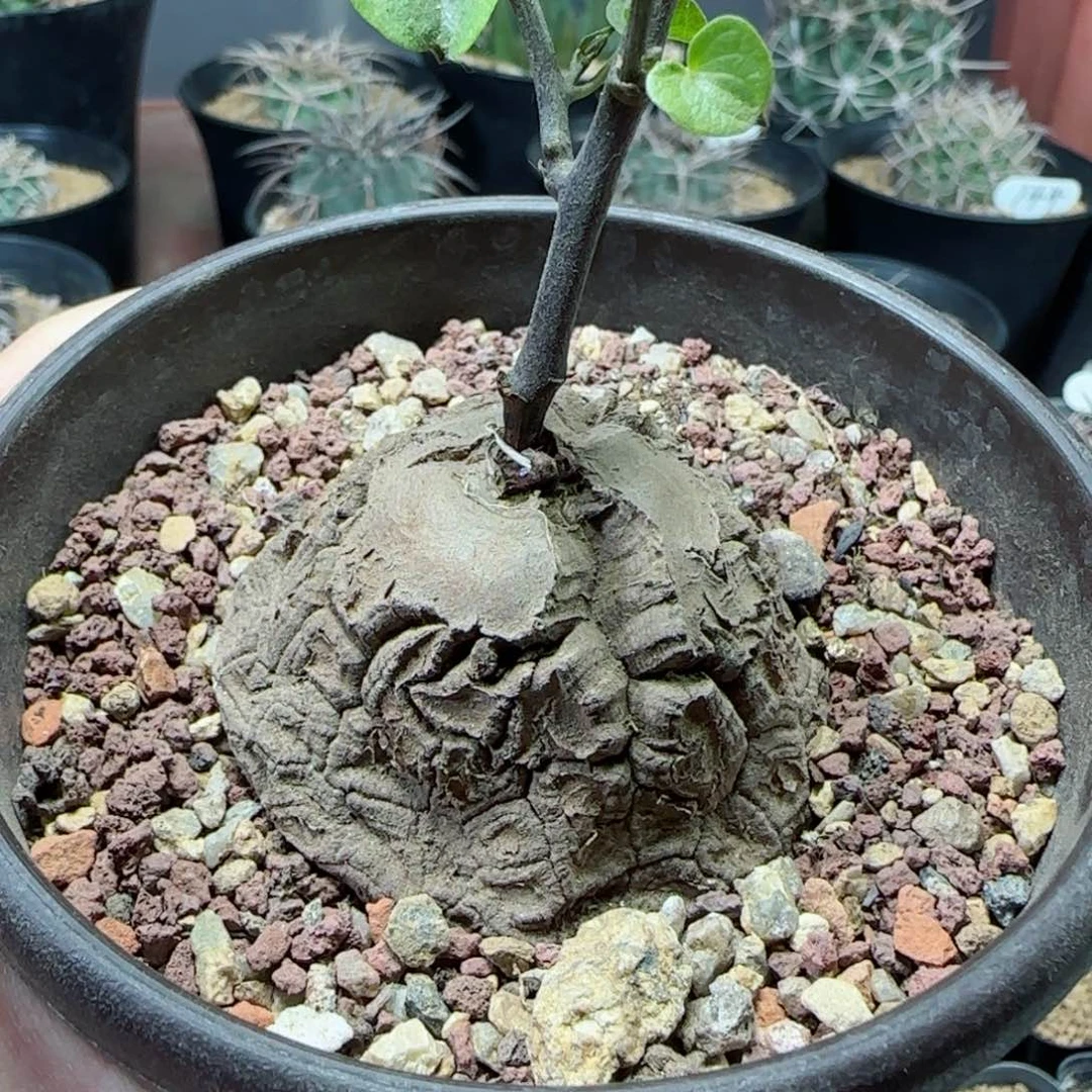 实生南非龟甲龙多肉