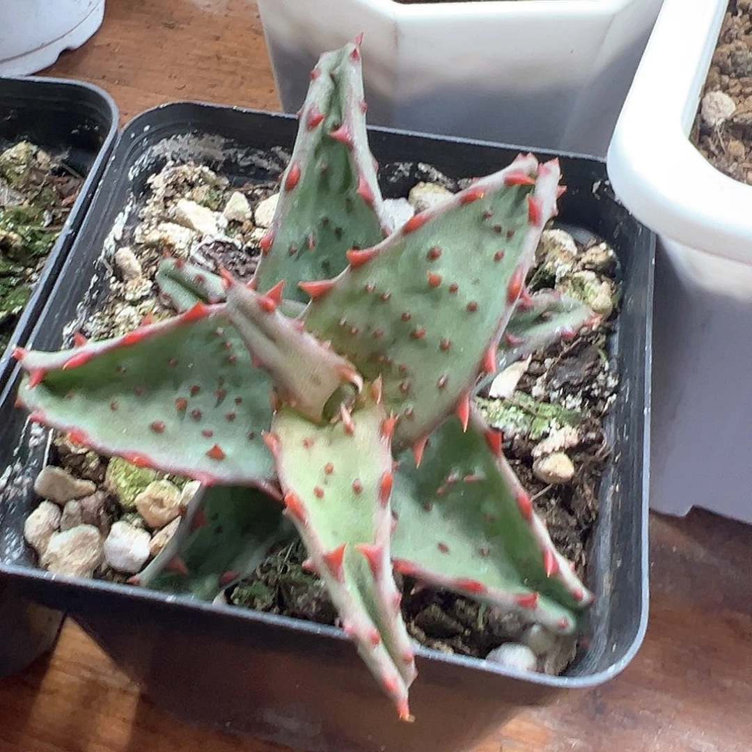 卡萨帝芦荟小方花圃非偏远一单包邮