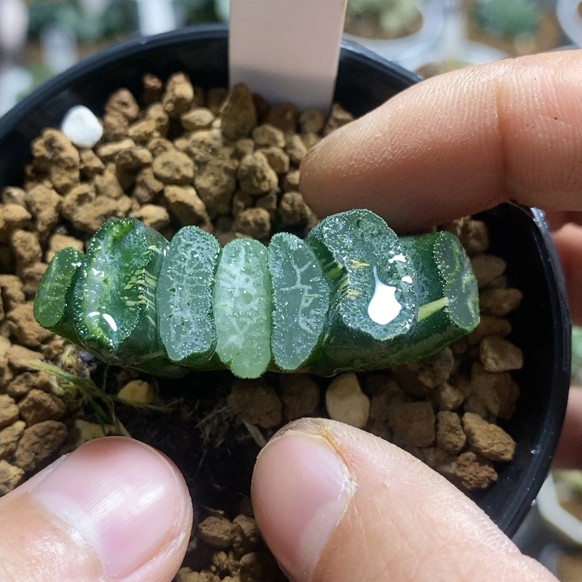 【闪购商品】249实生