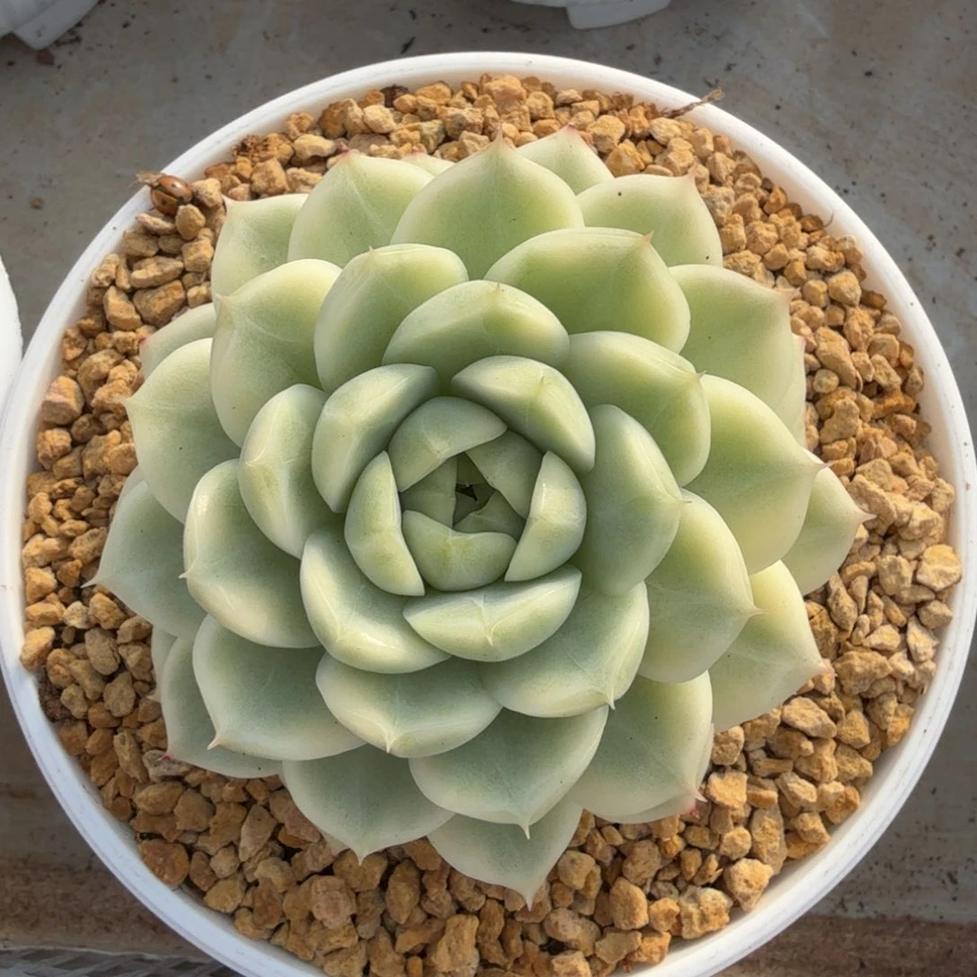 麦秆锦大单头锦上园艺一物一拍