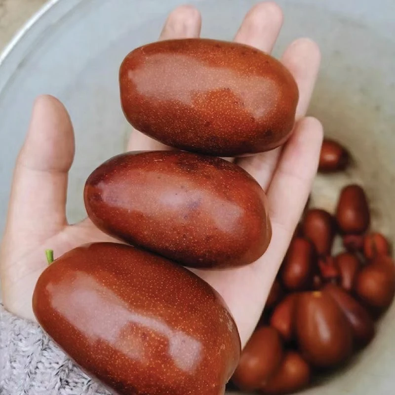 中国枣乡【太谷壶瓶枣京东直发】山西太谷鲜枣脆枣个大饱满现摘现发