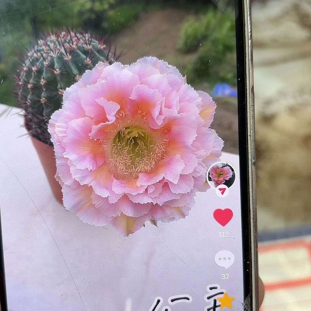 彩草9号加公主微瑕