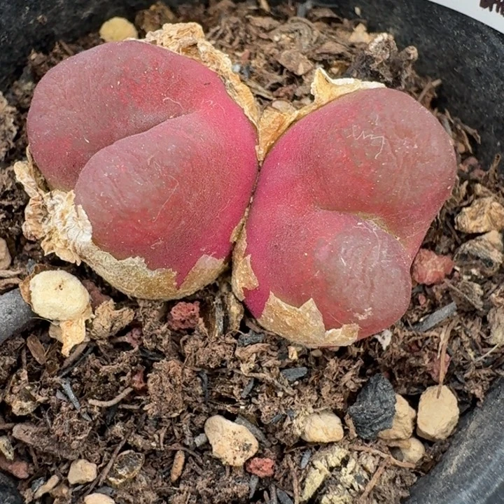 510带盆福利出58888