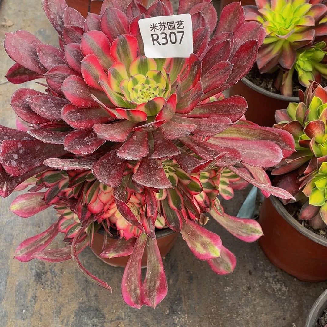 307多肉红铜才带盆发