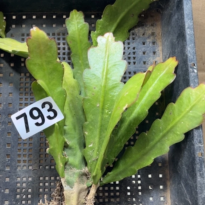 令箭荷花千叶灰姑娘793