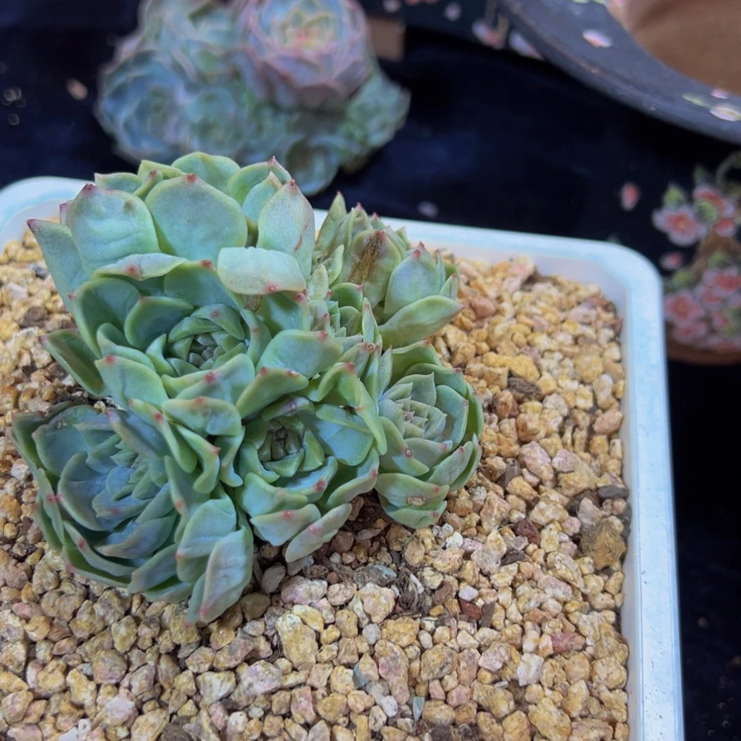?新年快乐 新年快乐 新年快乐