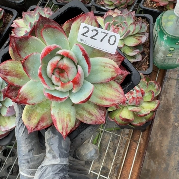 惊鸿仙子 2270.......