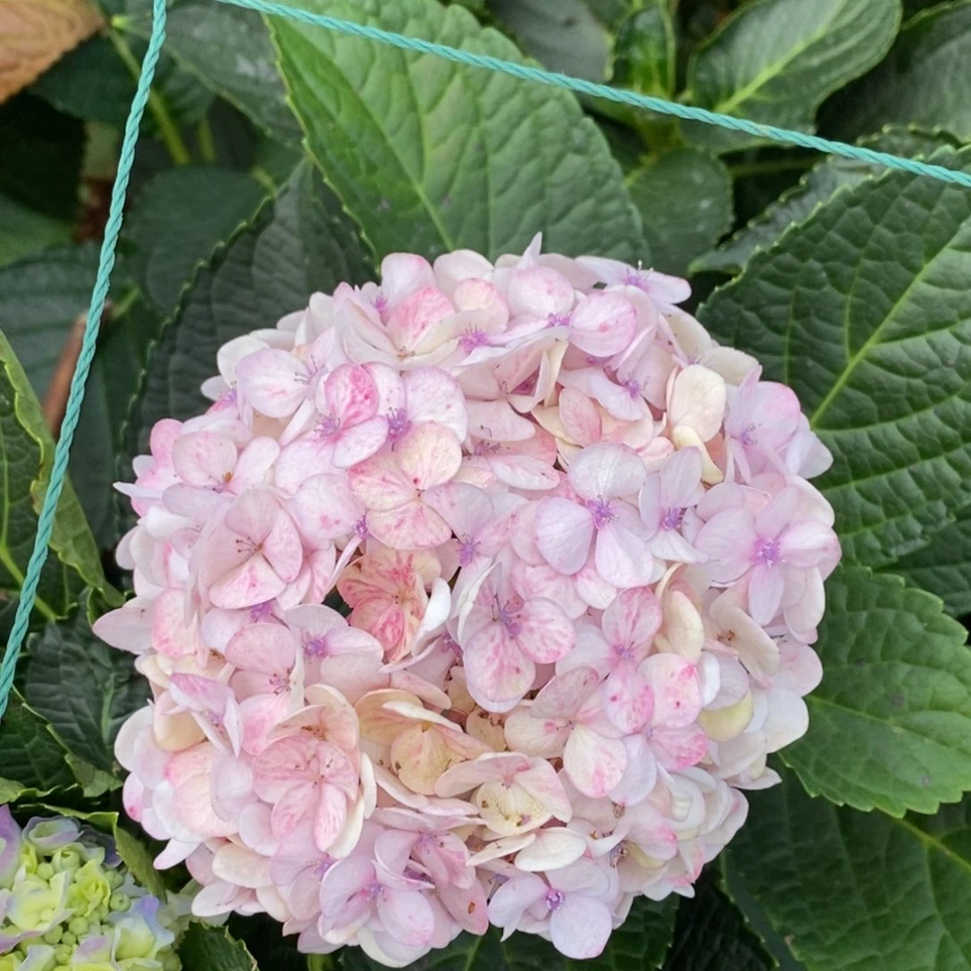 329号绣球/有色差介意勿拍/3单冷链包邮/偏远补运费发德邦