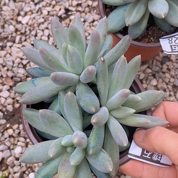 哥特1029多肉植物