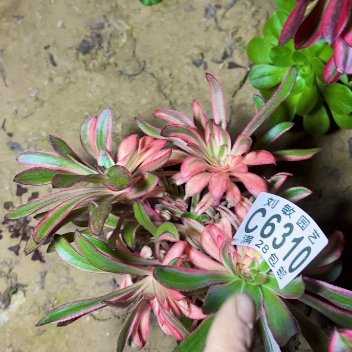 岁**好6310多肉植物无根出恋法师