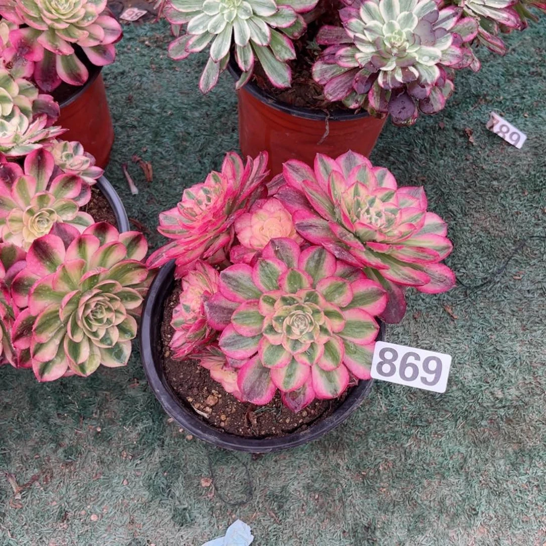 869荔枝法师多肉植物