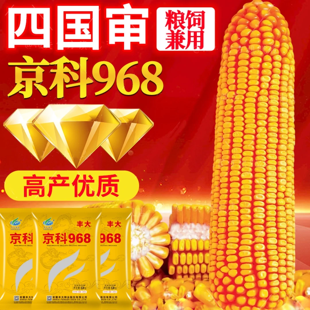 双胞胎丰大968四国审大棒玉米种耐高温抗虫抗病矮杆抗倒伏角质粮