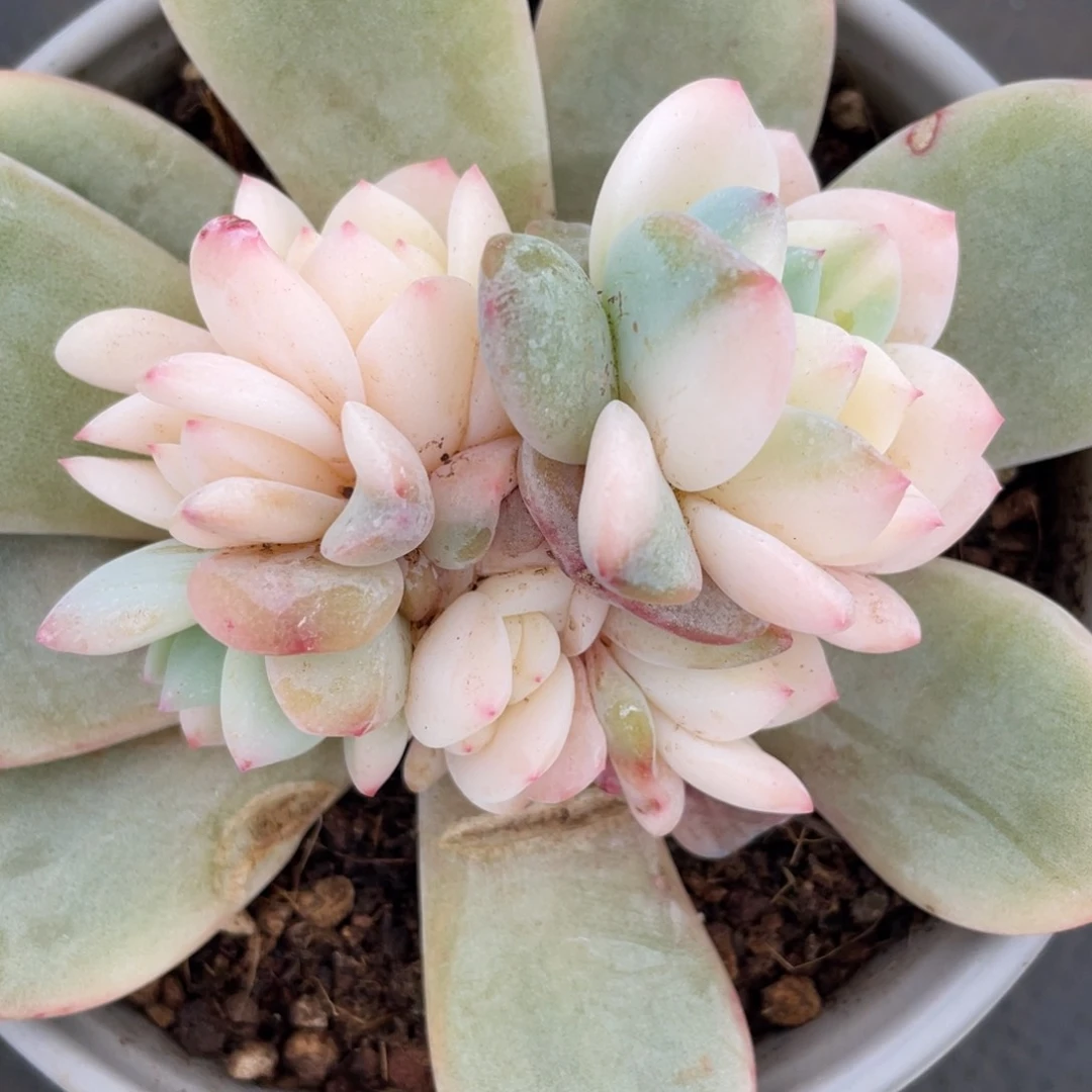 橙子锦底座两颗56