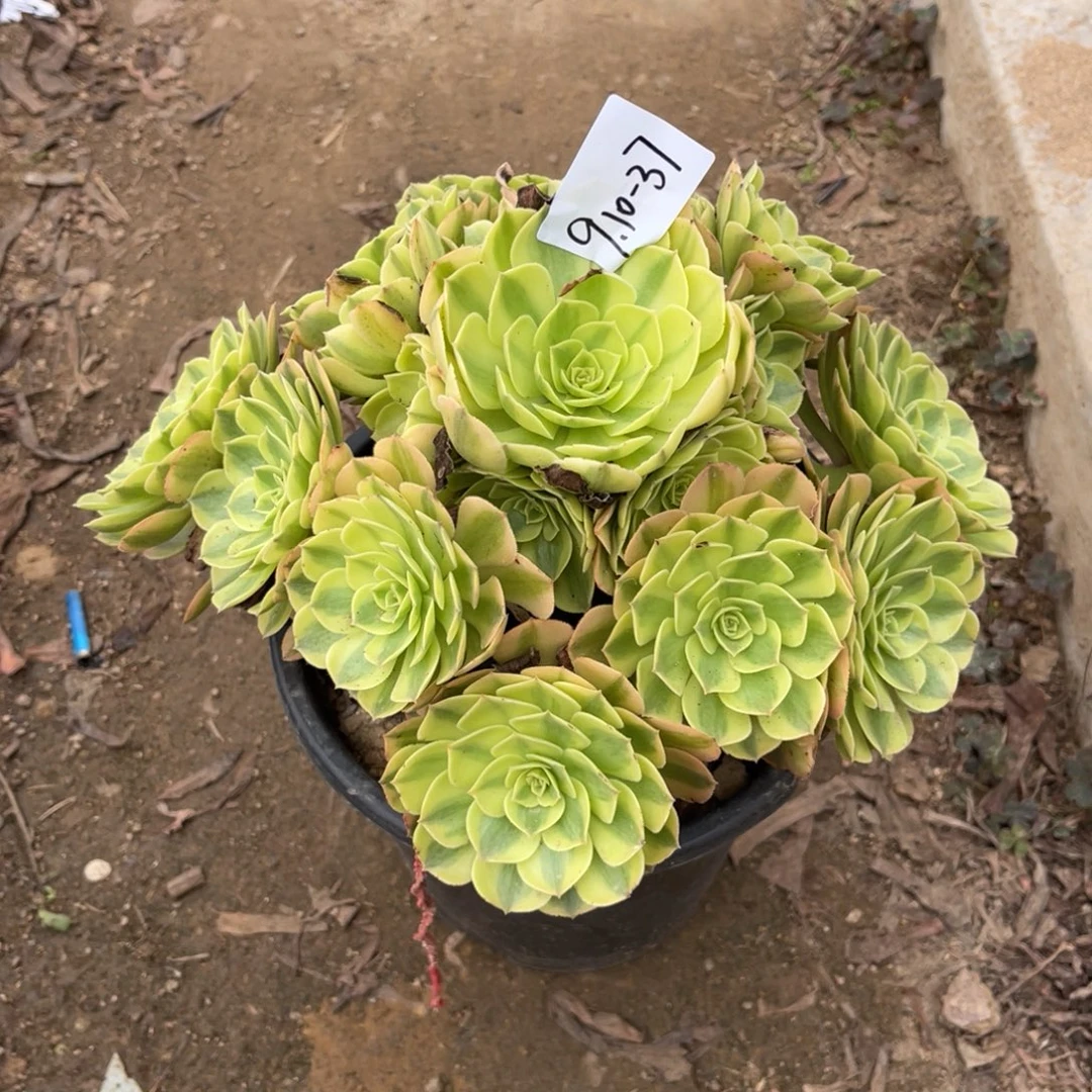 10-1-37雨荷法师锦多肉