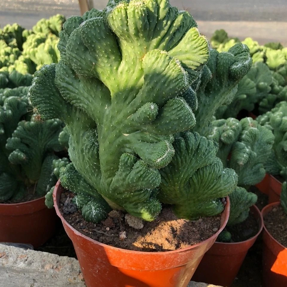 五指山仙人掌萌趣多肉植物庭院阳台防辐射吸甲醛绿植