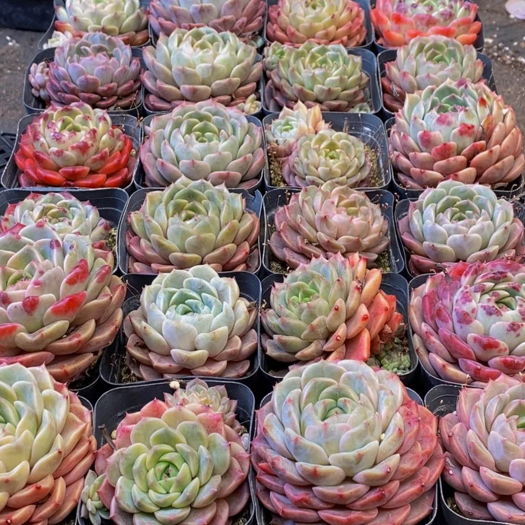 苏**干178多肉植物保护研究所所长助理研究员