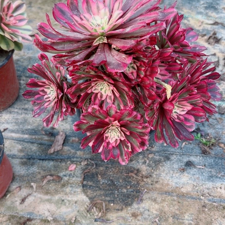 722铜鼓锦多肉植物