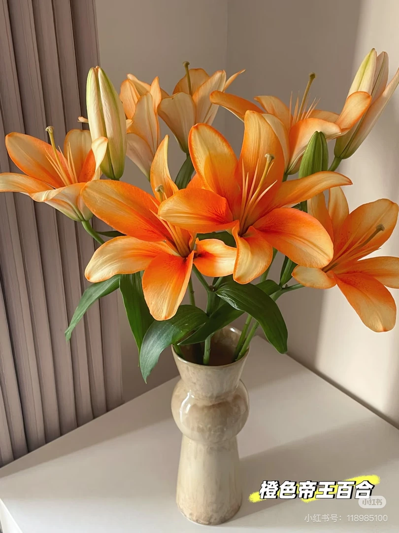 【董小姐】黄金甲亚洲百合(无香型百合)