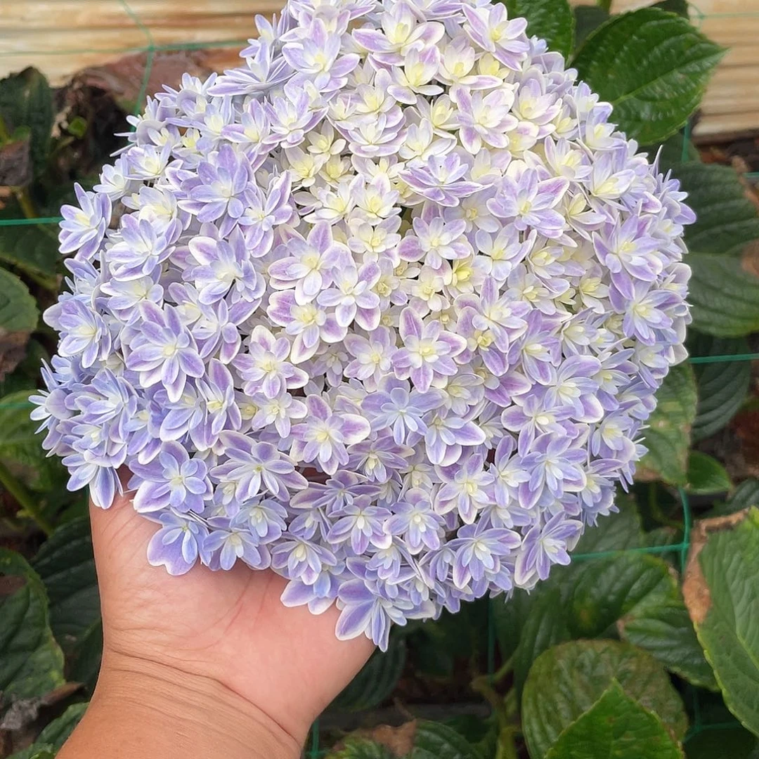 绣球切花一物一拍3枝起包邮，104