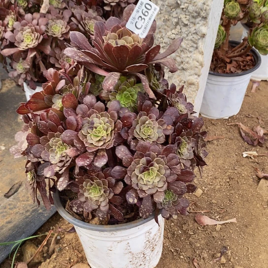 360墨铜拉丝花脸多肉