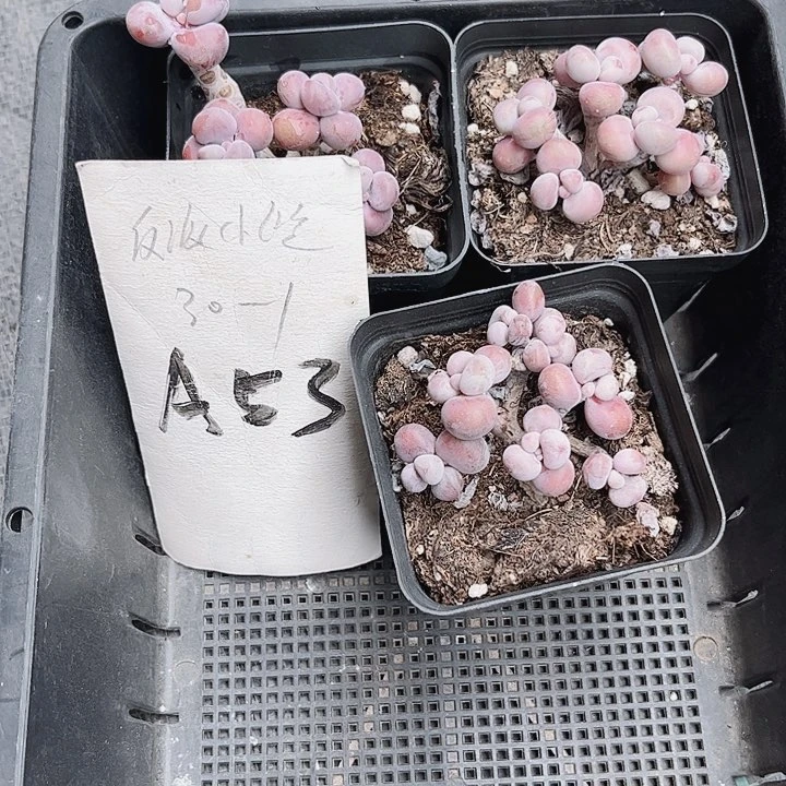 .**多53密密麻麻密密麻麻吗