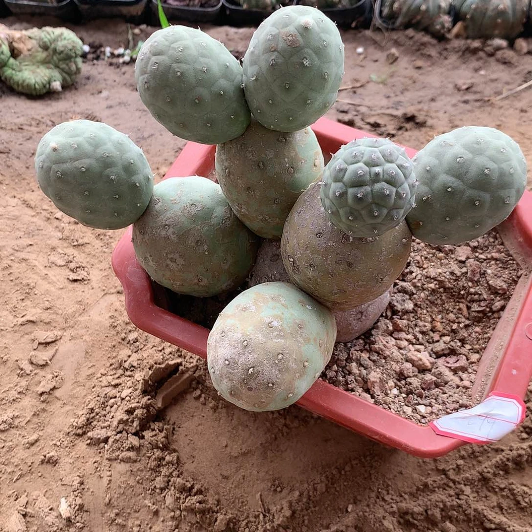 【闪购商品】10个头绿皮鹅蛋习