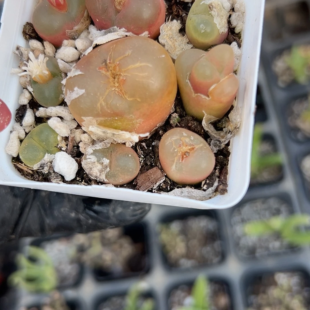 多肉植物多肉植物