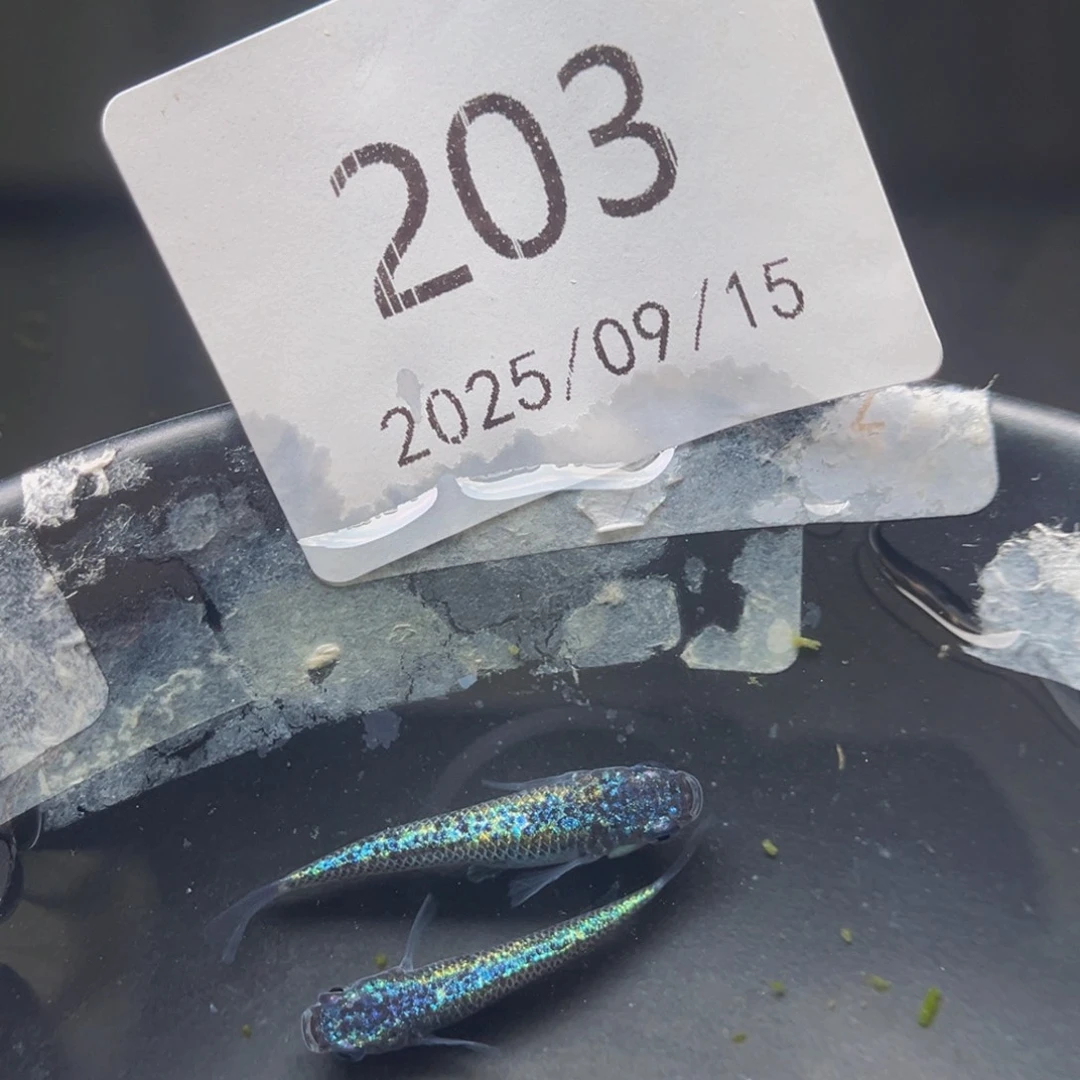 青鳉203海王星无背鳍一对