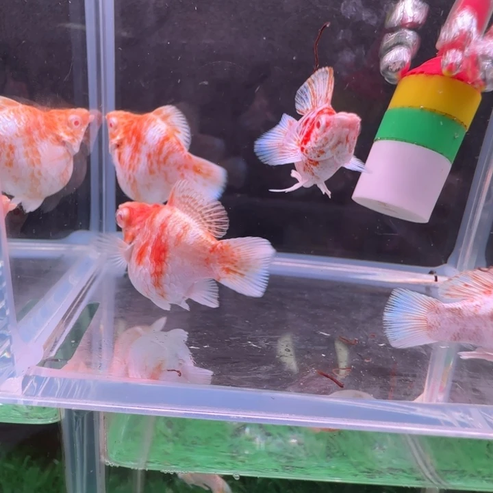 糊***涂孔雀鱼玛丽球一对樱花