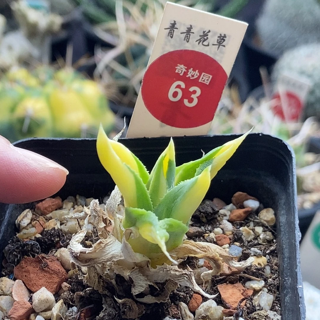 王妃雷神黄中斑一颗仙人球