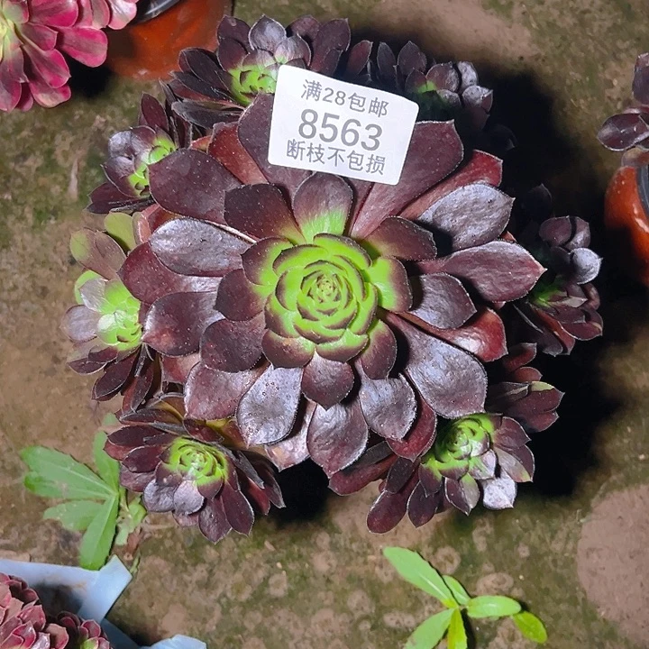 8563黑美人多肉植物