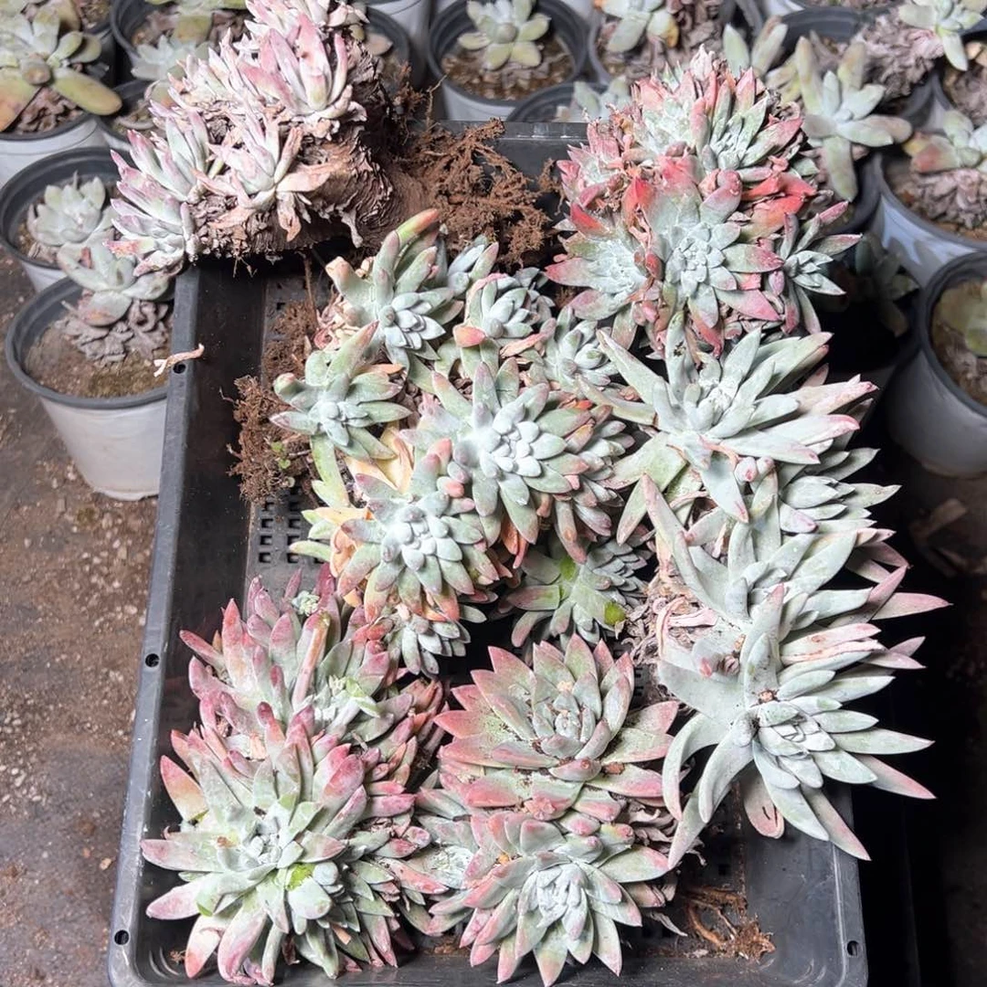 6332哈哈哈哈哈哈哈哈哈哈