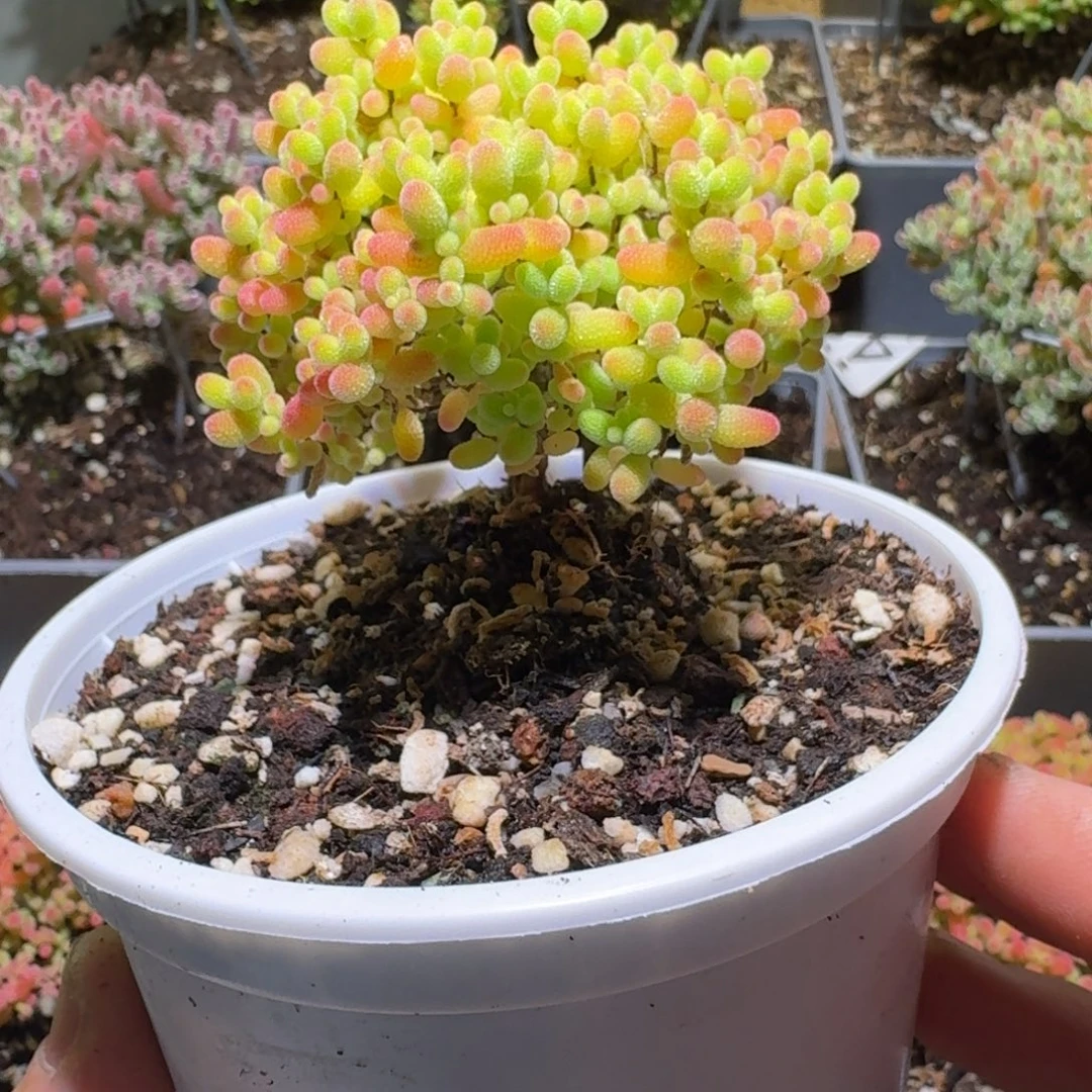 蜜橘糖球枝干番杏546