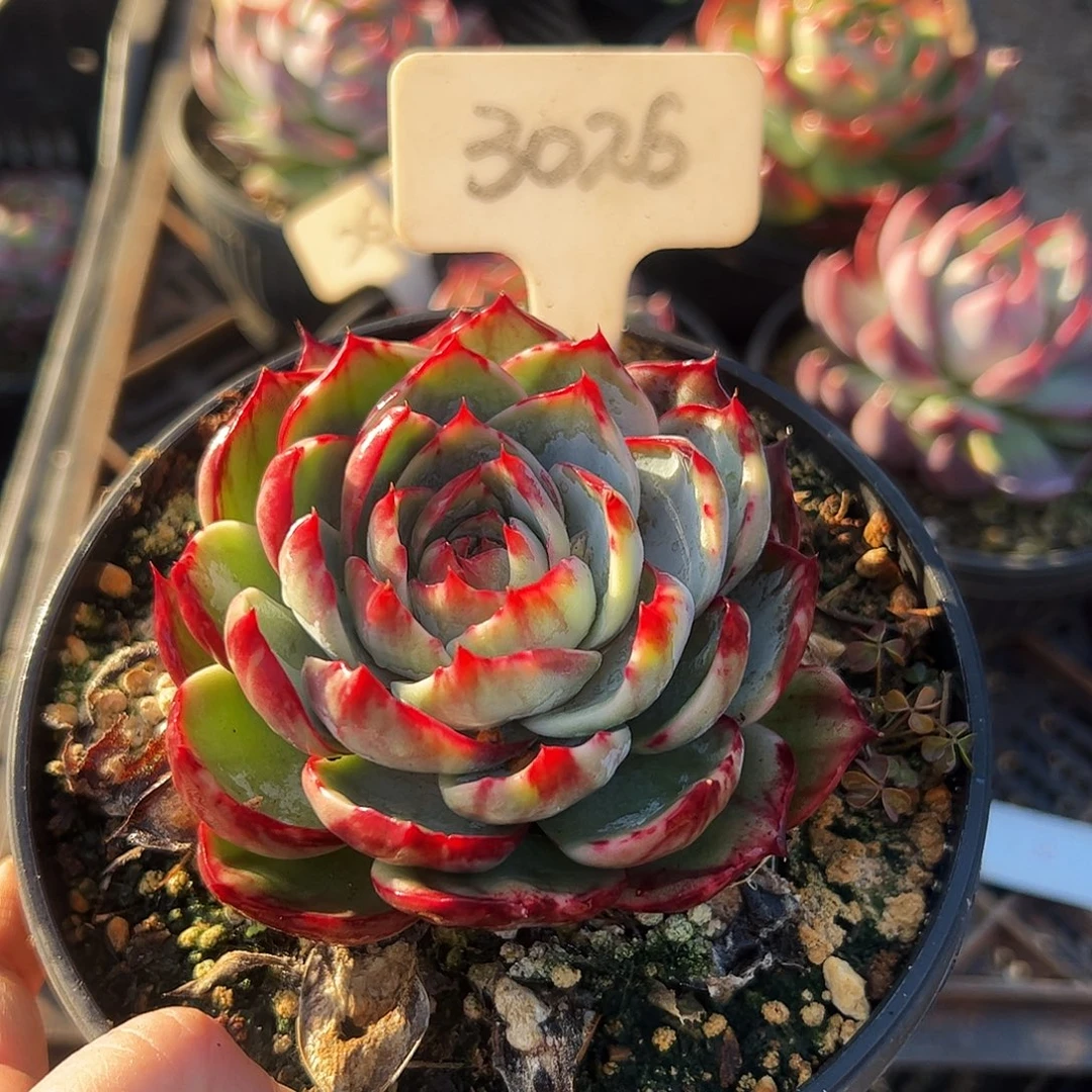 小****惊鸿仙子一物一拍3026号