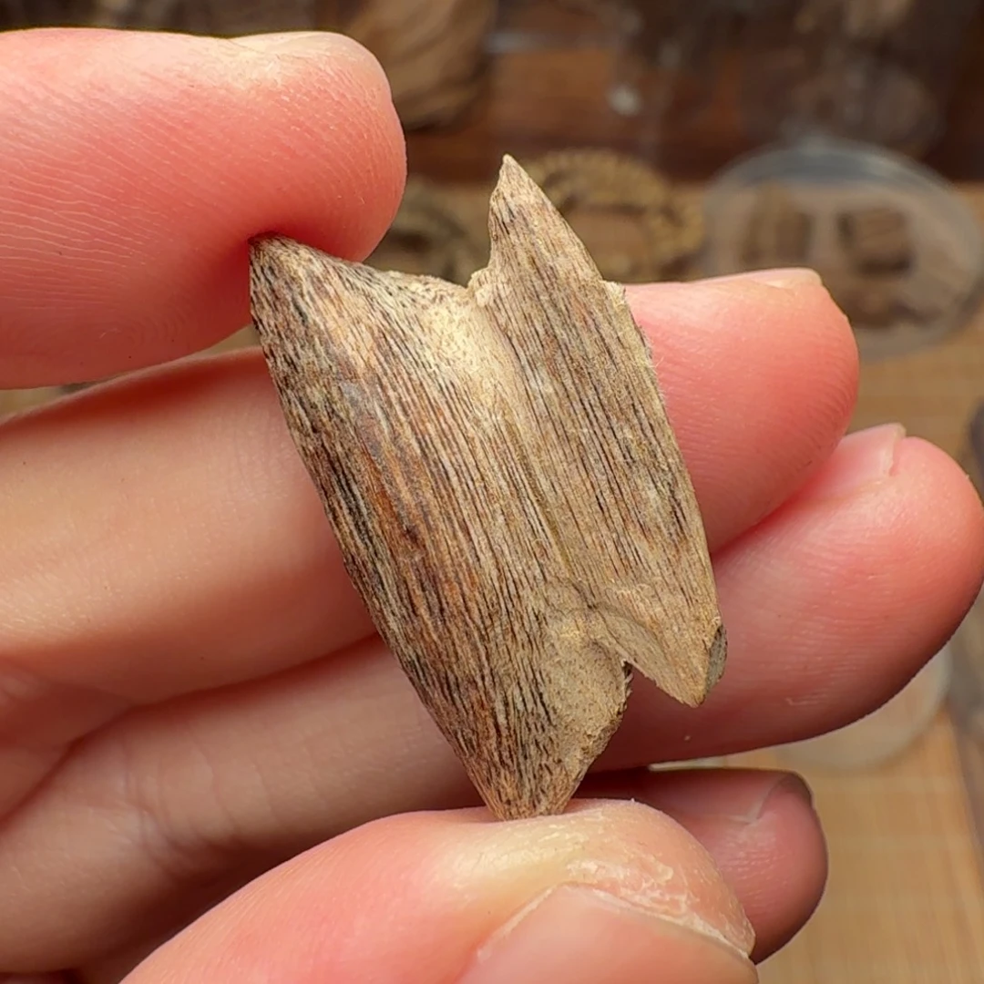 沉香国香海南瓜子