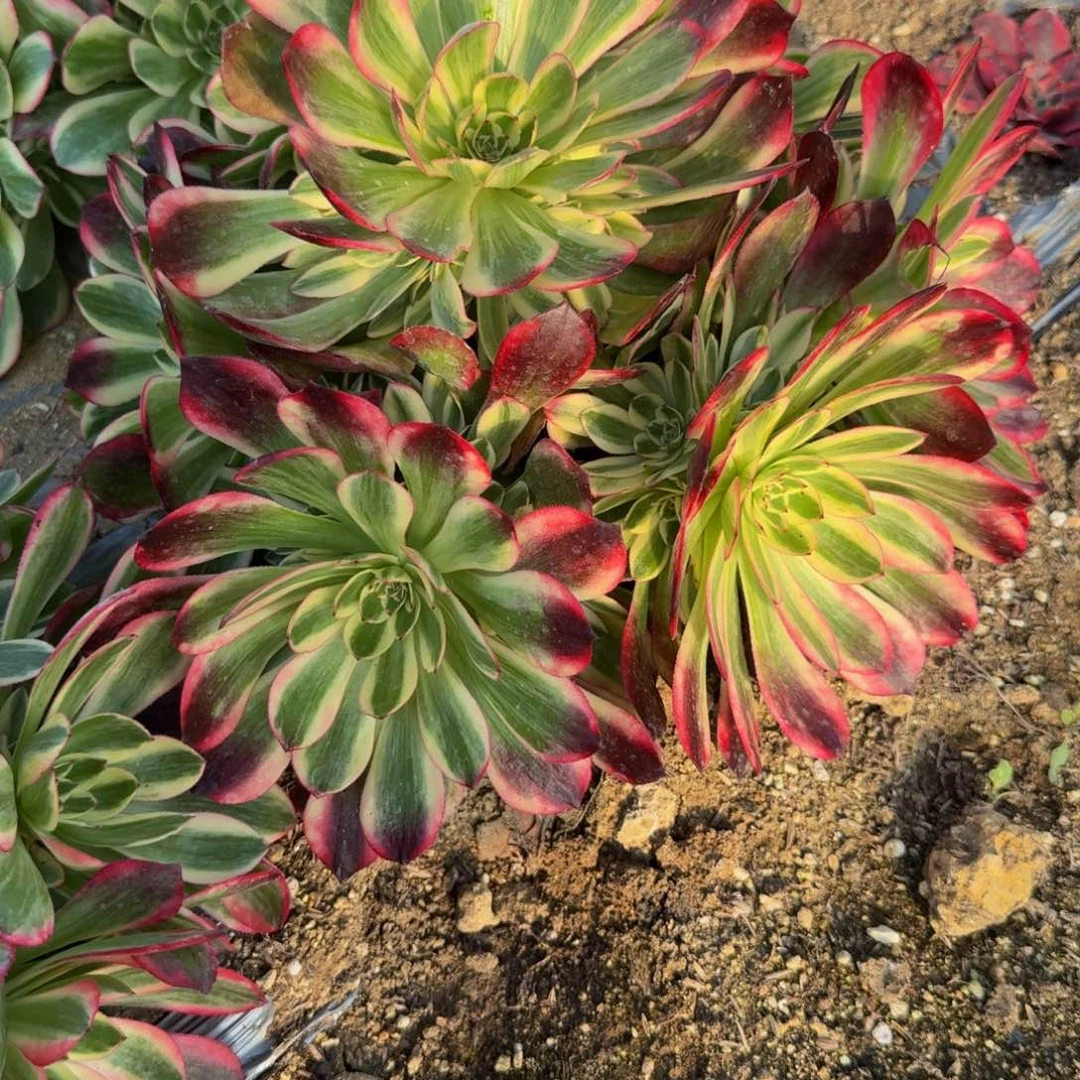 二***哈055赤子心到春天。多肉植物