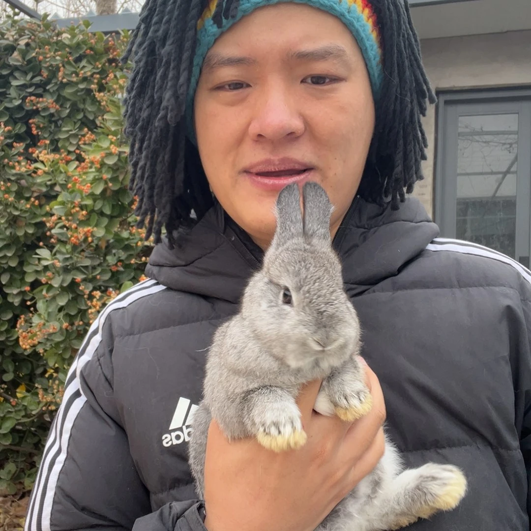 双血统英系安哥拉兔