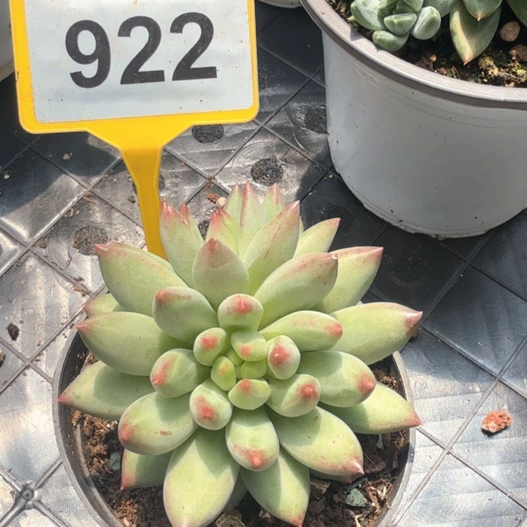 二代虞多肉植物922