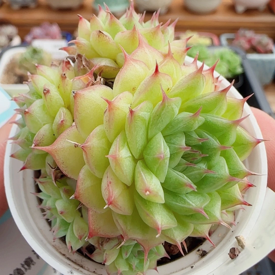 花语逸镜0808-60散