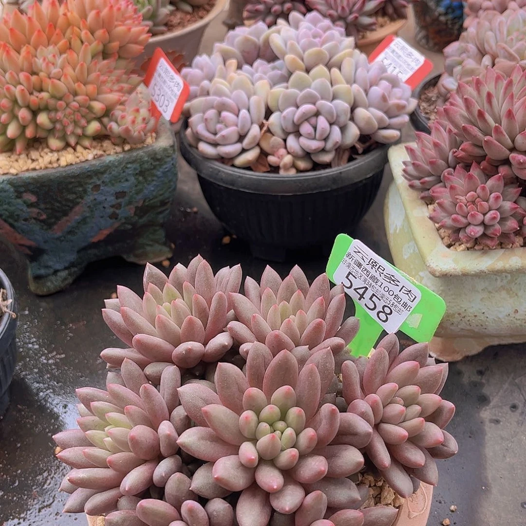 5458红蜻蜓多肉植物