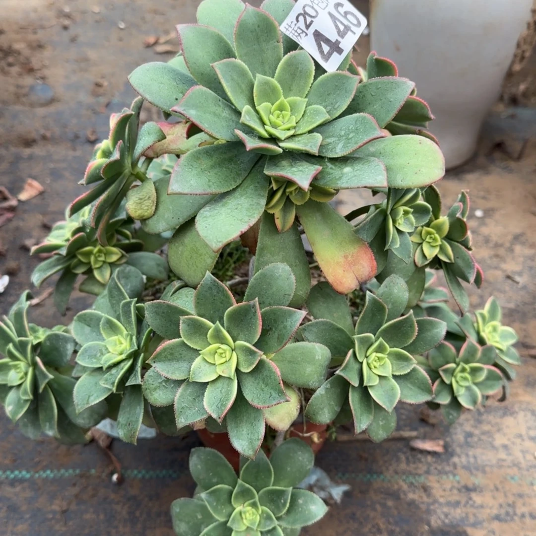 艳日辉446满20包邮断枝不包