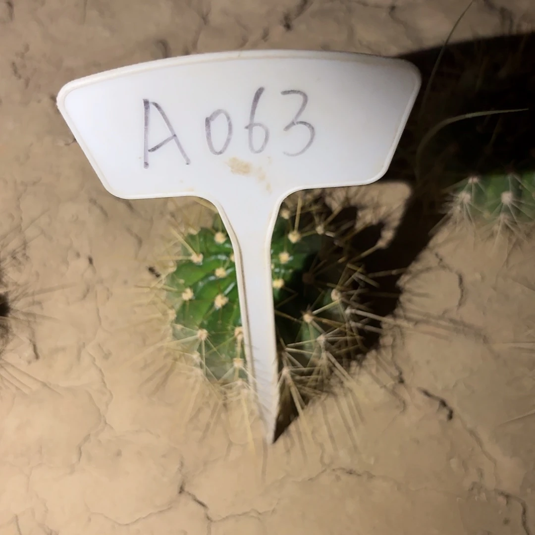 静***的A063,3-66瑕疵歪头