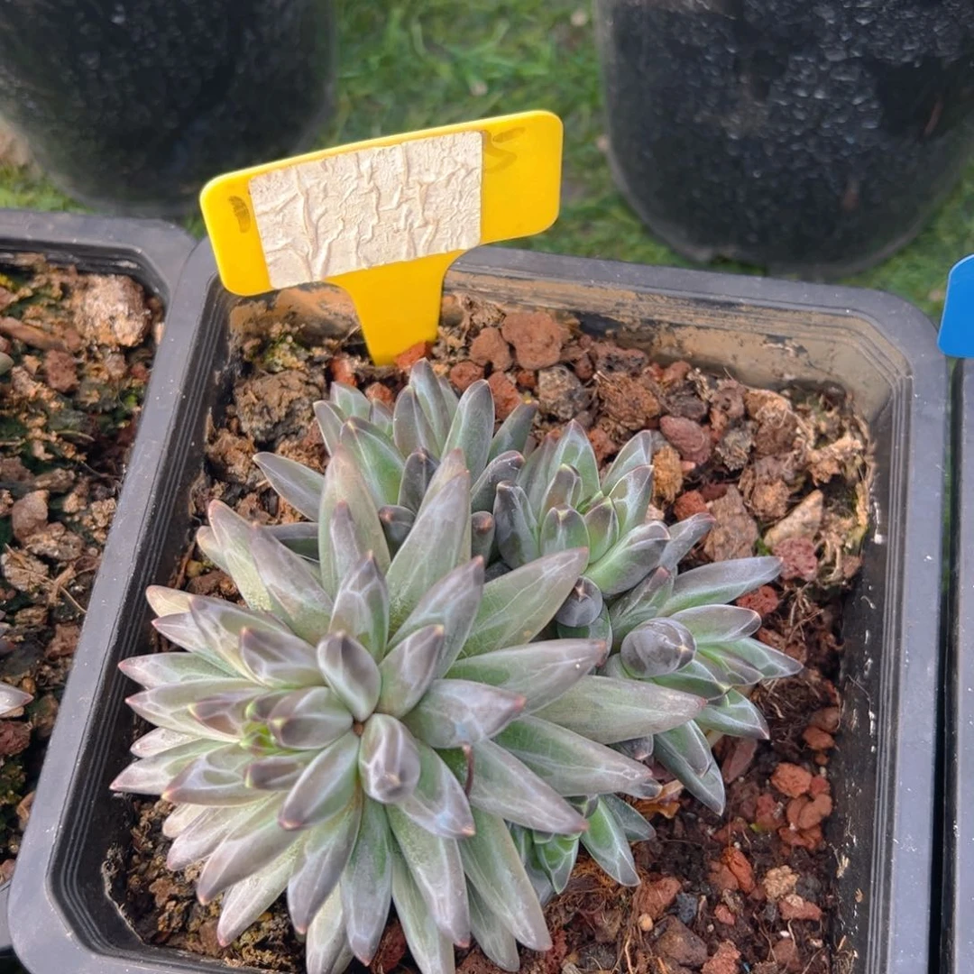 福利来啦打榜啦打