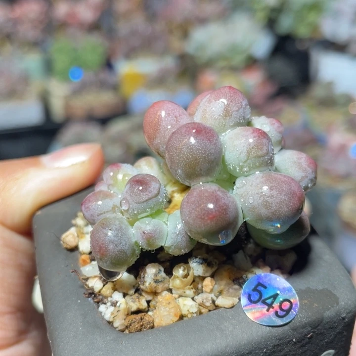 仙子奶酪多肉植物