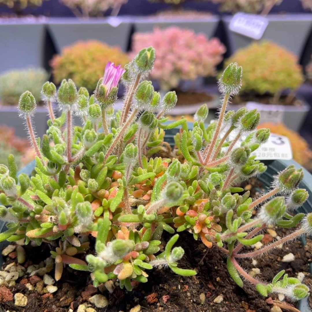 【闪购商品】早****?d833狐尾枝干番杏