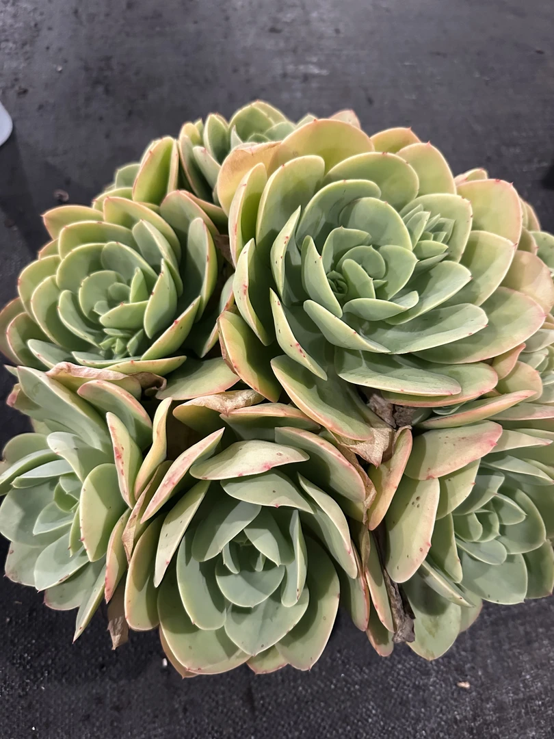 精品碧桃 新手必拍 好看好养 精品多肉植物 云南发货