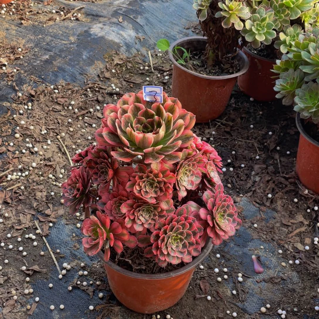 白月光造型3鲜花老桩