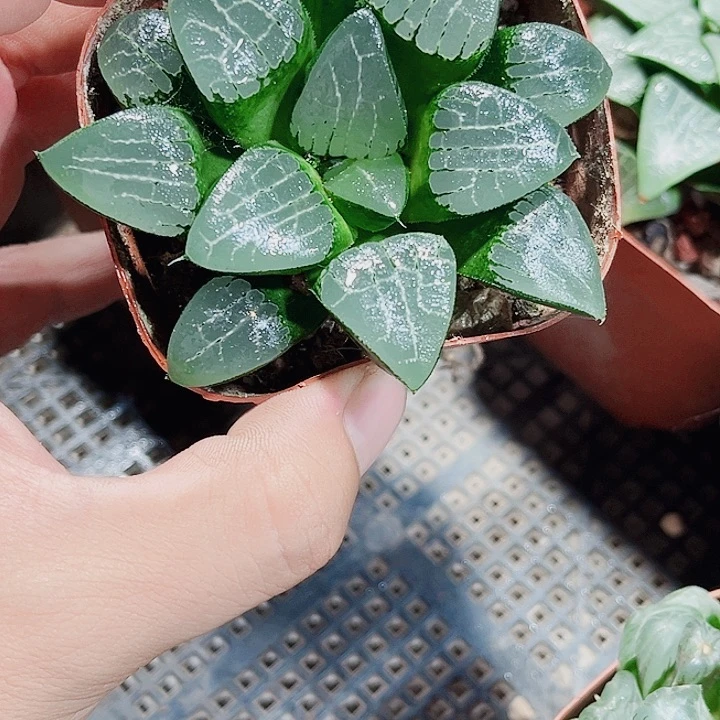 月影寿精品十二卷